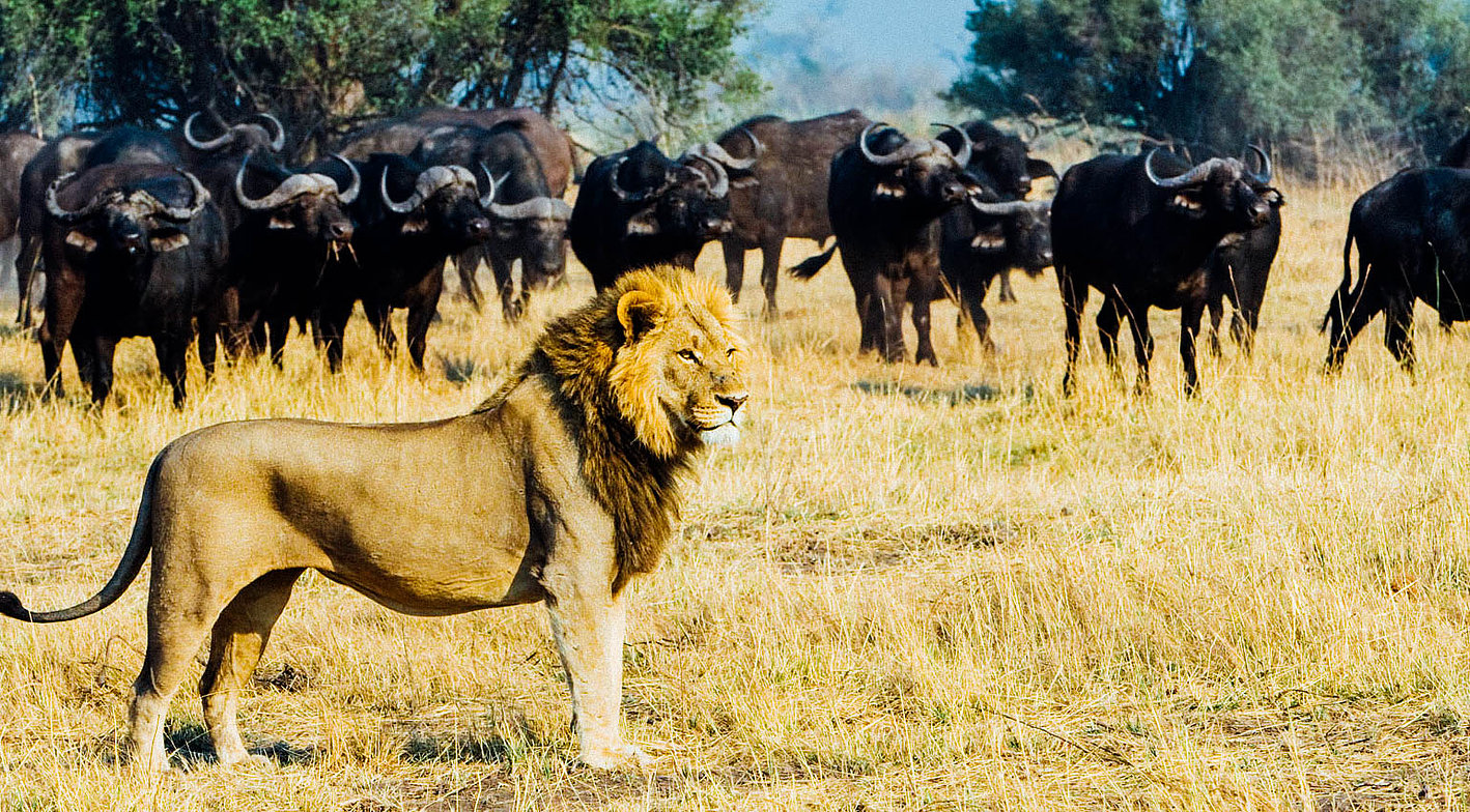Lion King safaris in Africa