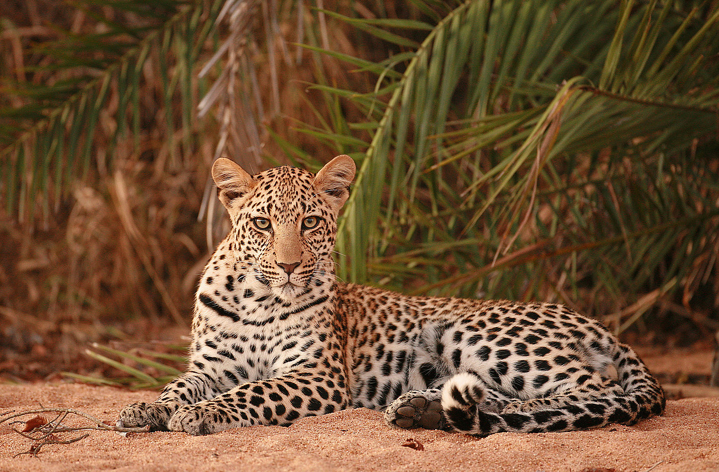 Leopard, Sabi Sands safari, South Africa