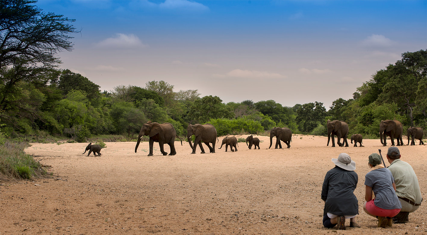 bucket-list African adventures, big five kruger safari