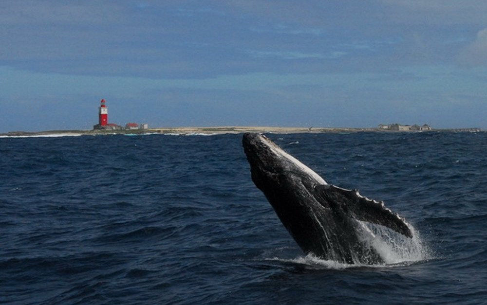 bucket-list African adventures, whale watching