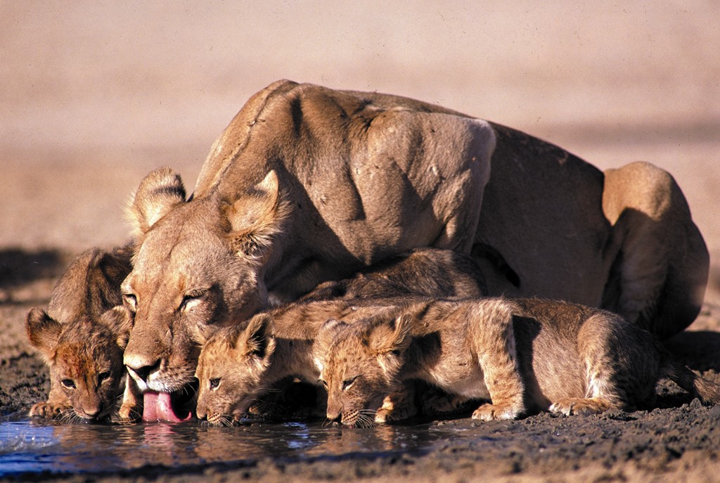 HIGHLIGHTS OF SOUTH AFRICA