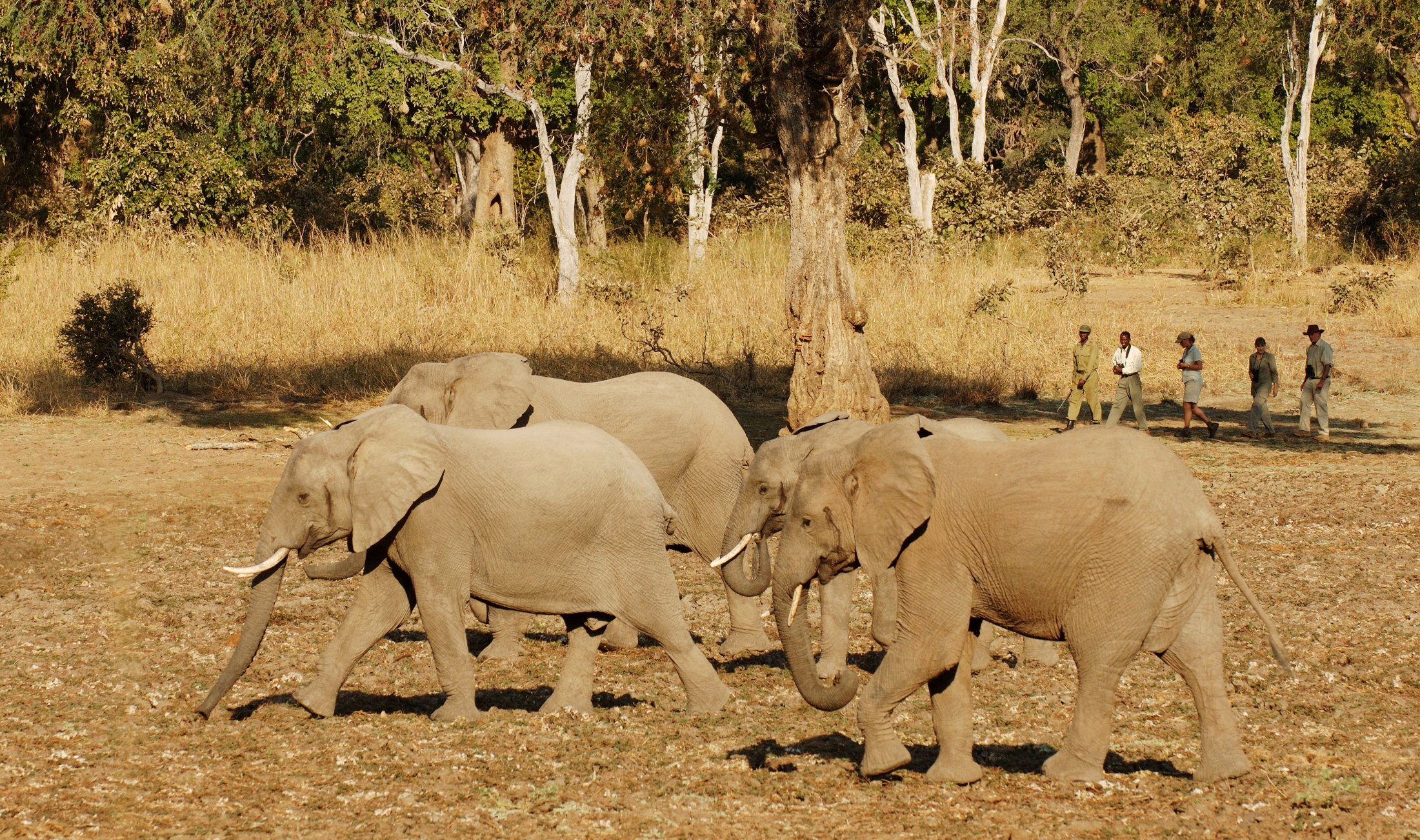 Walking safari in Zambia with elephants