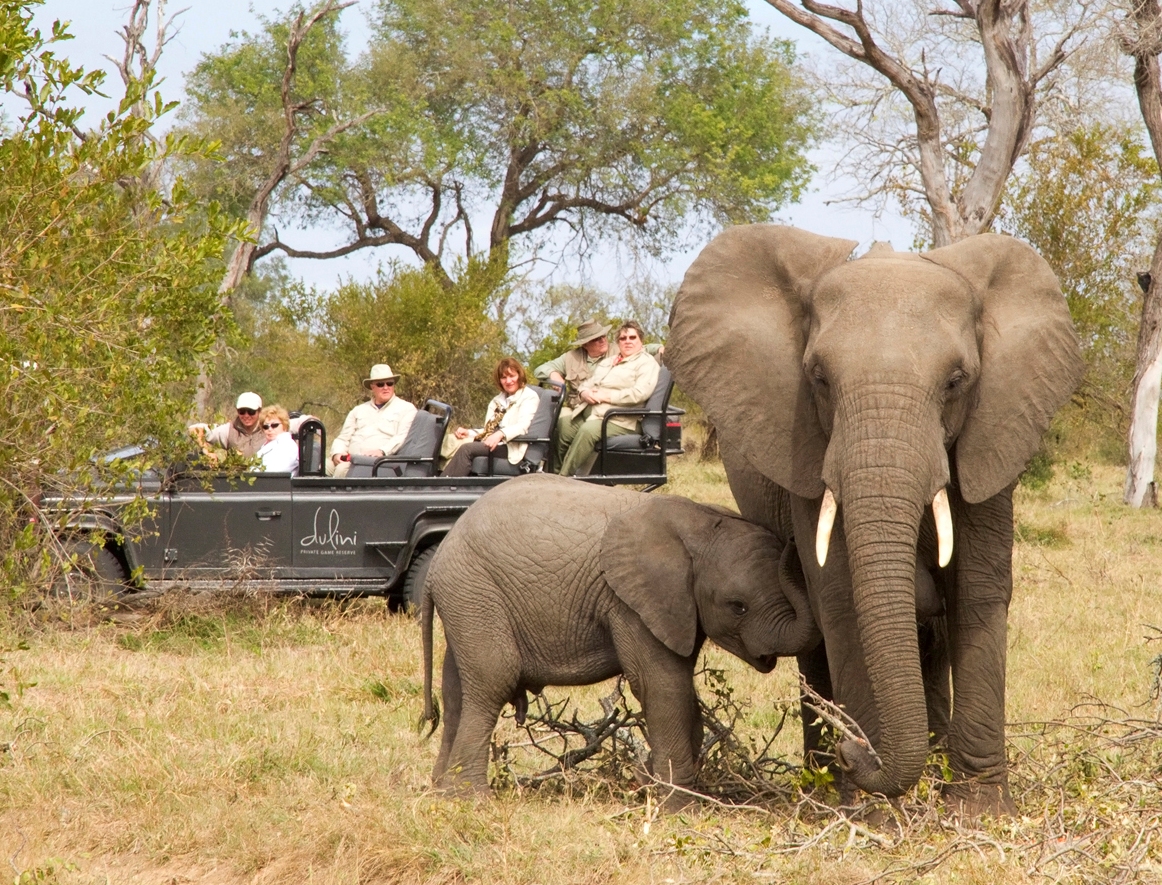 KRUGER AND CAPE SAFARI