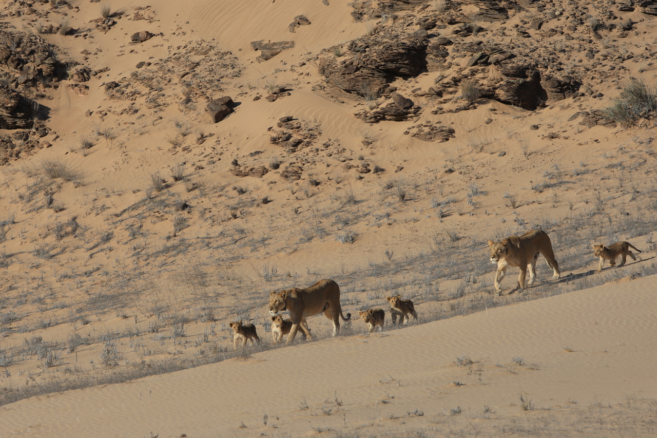 Namibia Desert Lions - Namibia Desert Safari