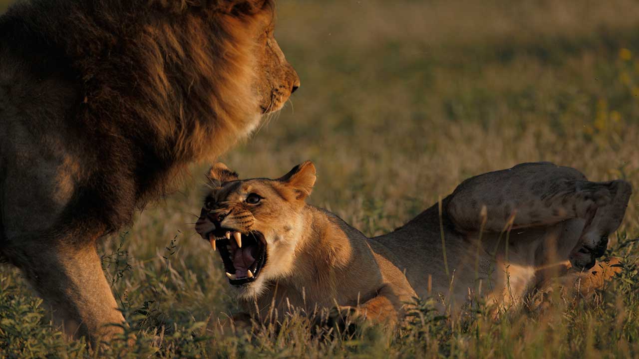 Lion King safaris in Africa