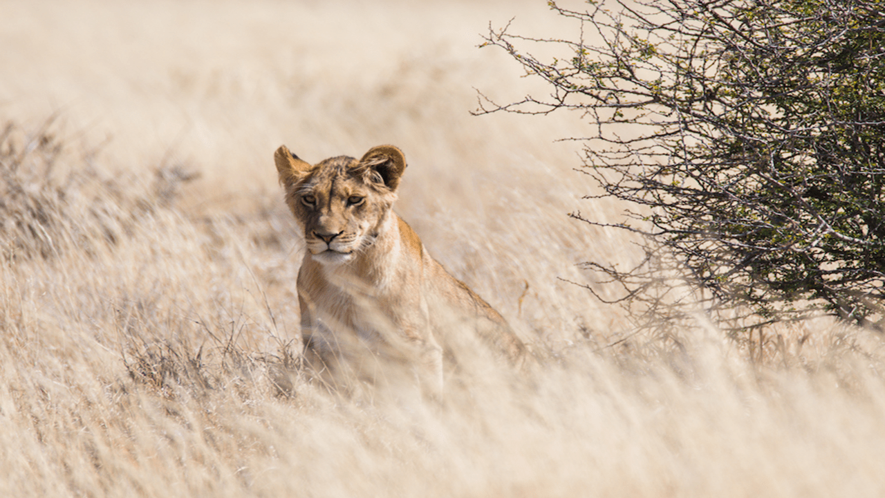 Kalahari Adventure Safari