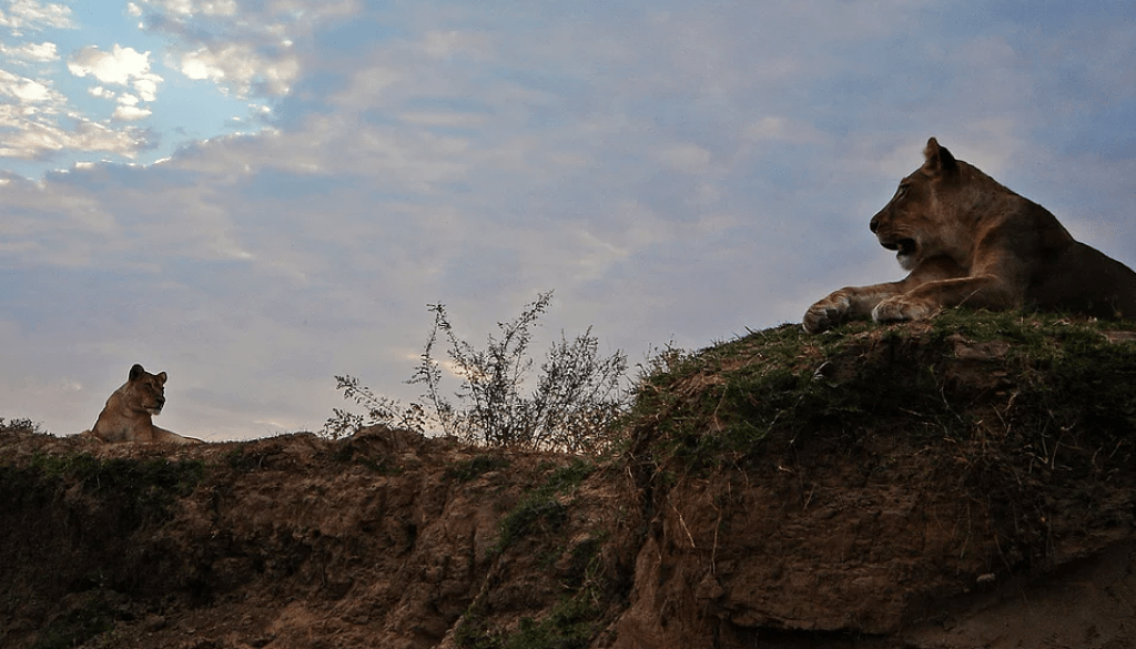 Lions in the South Luangwa, Zambia safari