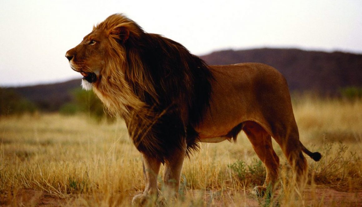 Black maned lion in the Kalahari