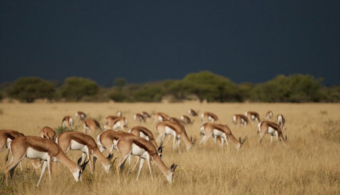 Botswana migration