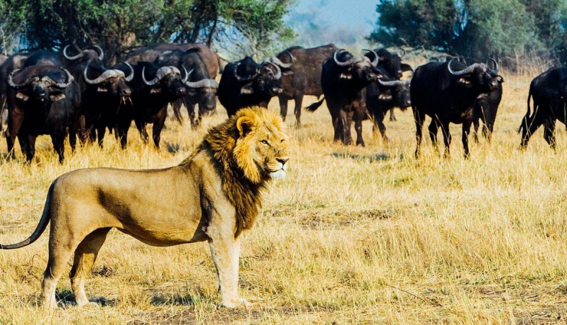 Lion and buffalo, Botswana