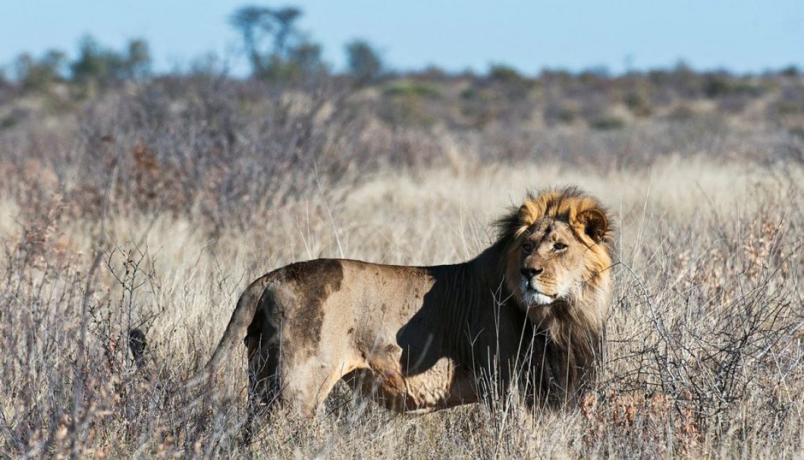Lion, Kalahari