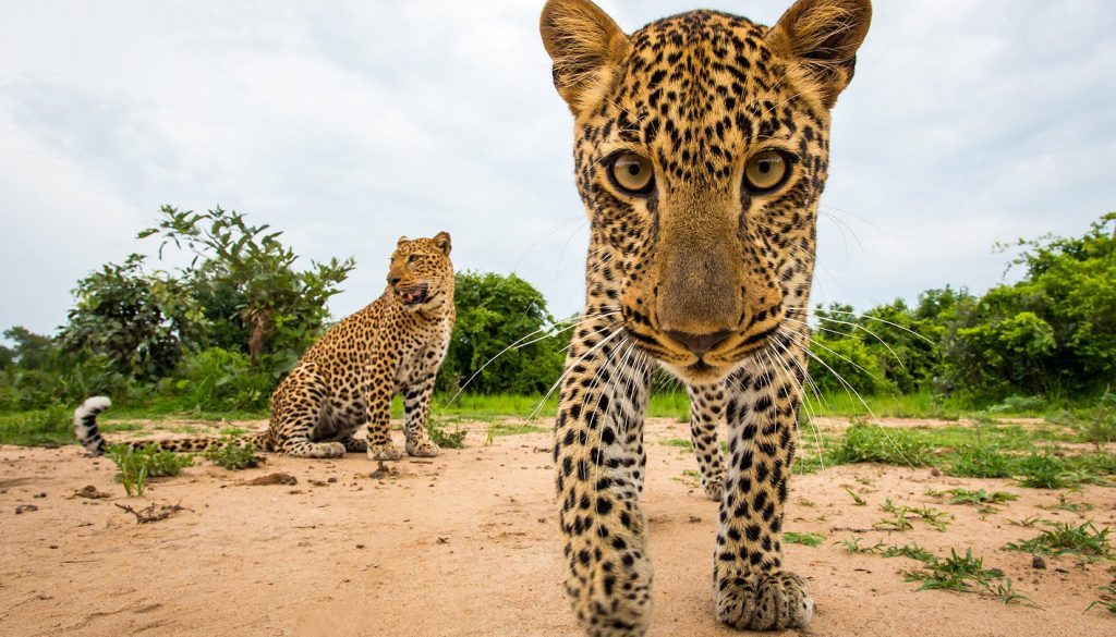 Leopard, Zambia