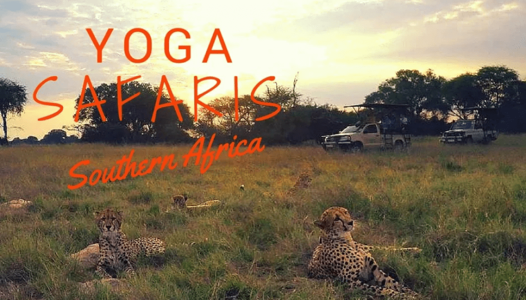 Cheetah in Hwange, Zimbabwe yoga safari