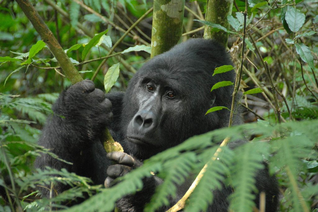 Gorilla Trekking 2 (Allen Falk)