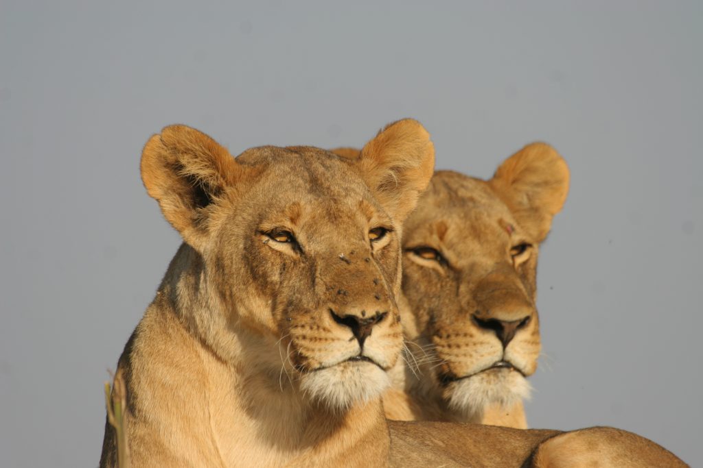 Made in Africa Tours & Safaris - Best of Botswana Lodge Safari - Central Kalahari Game Reserve - Lioness