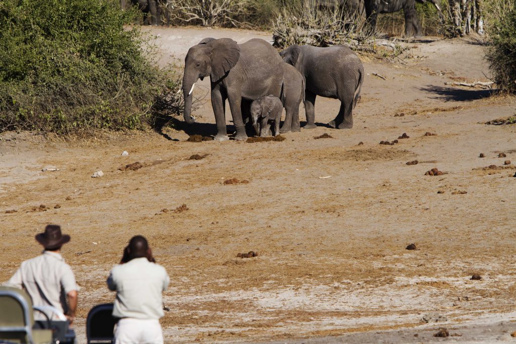 Made in Africa Tours & Safaris - Chobe River game viewing