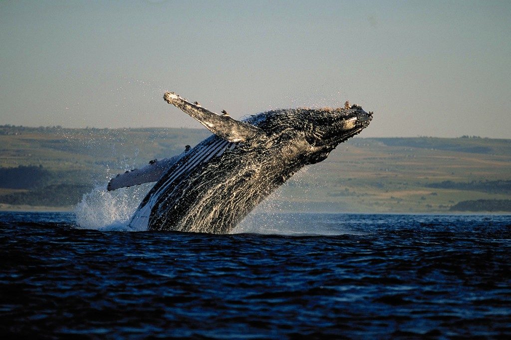 Made in Africa Tours & Safaris - Garden Route Self Drive - Hermanus Whale