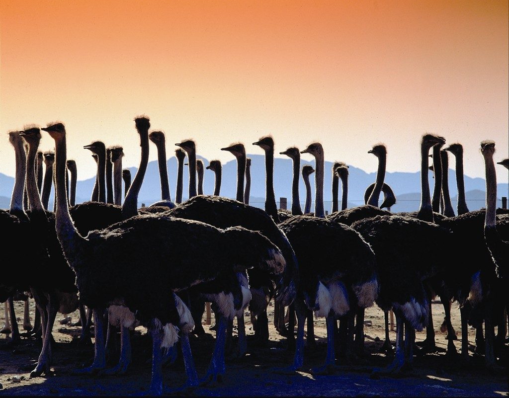 Made in Africa Tours & Safaris - Garden Route Self Drive - Outshoorn Ostrich