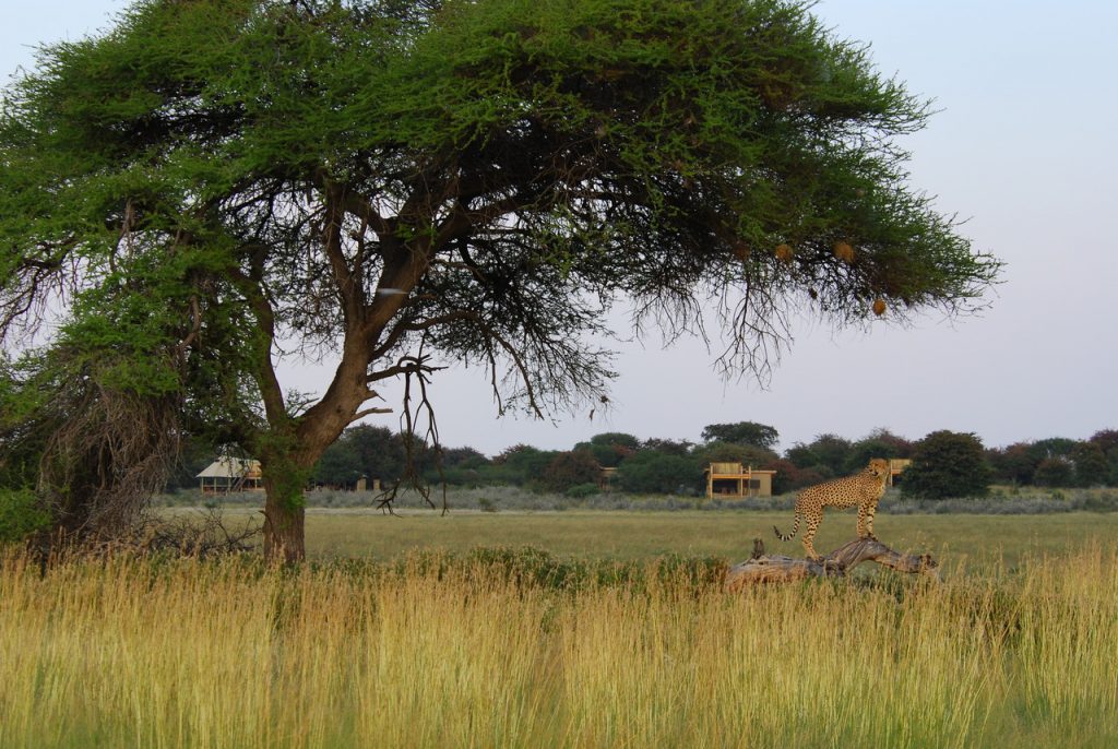 Made in Africa Tours & Safaris - Kalahari Plains Cheetah