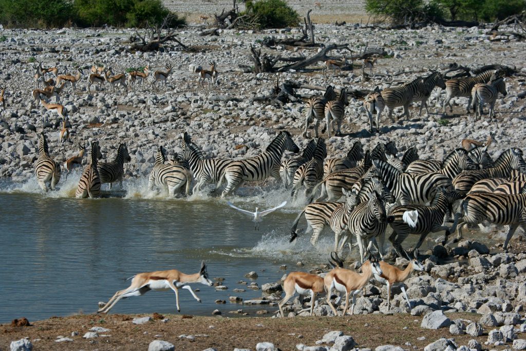 Made in Africa Tours & Safaris - Namibia & Botswana Circular Safari - Etosha Water Hole