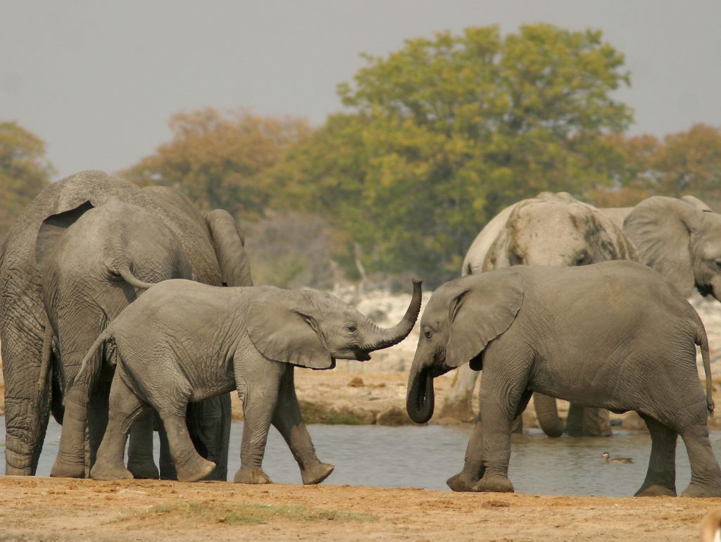 Made in Africa Tours & Safaris - Namibia & Botswana Classic Safari - Etosha Elephants