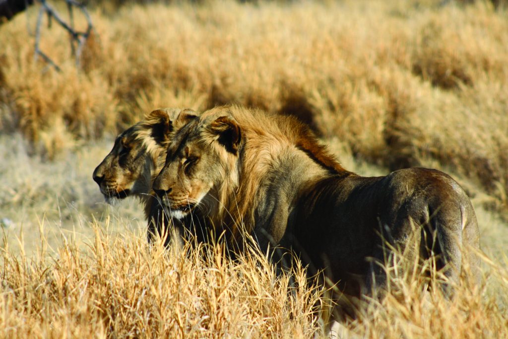 Made in Africa Tours & Safaris - Namibia & Botswana Classic Safari - Etosha Lions