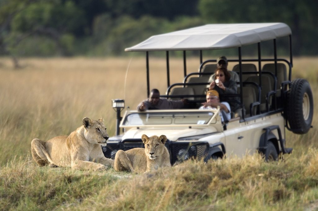 Made in Africa Tours & Safaris - Vumbura game drives with lions