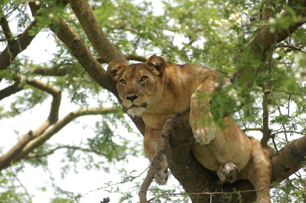 Tree Climbing Lion 5