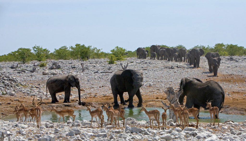 etosha national park safari