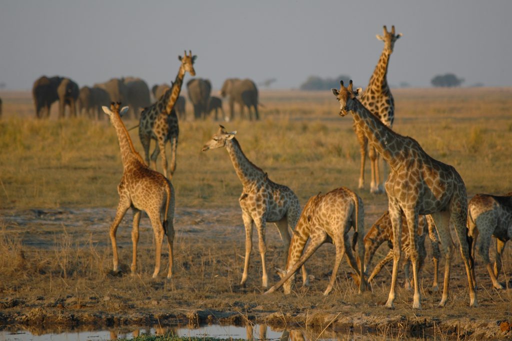 sunway_botswana_chobe_giraffe_herd_bruce_taylor_20111025_1653156065