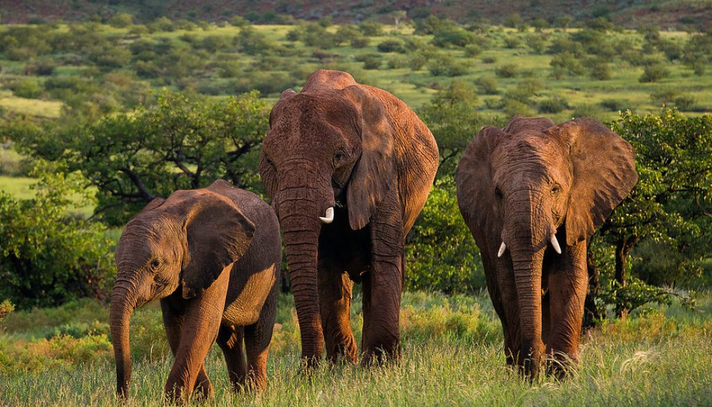 Damaraland namibia self drive safari elephant