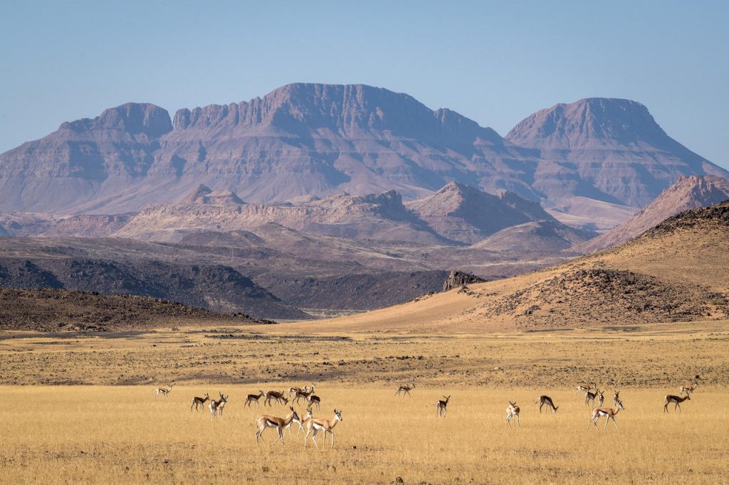Damaraland Springbok - Namibia Exploration