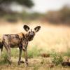Botswana Chobe Photography Safari