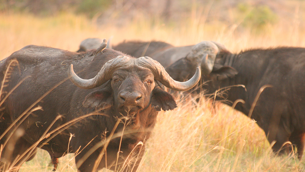 Botswana-in-Brief-Lodge-Safari---Buffalo-Bull