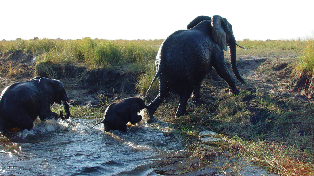 Botswana-in-Brief-Lodge-Safari---Chobe-River-Elephant-Crossing