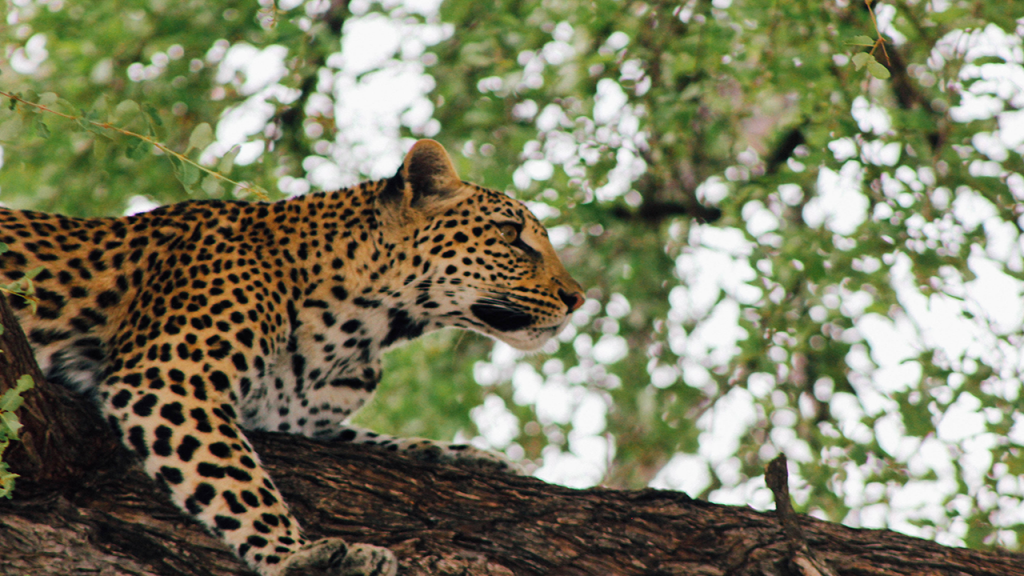 Botswana-in-Brief-Lodge-Safari---Leopard
