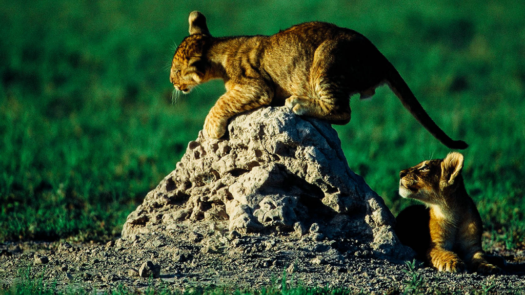 Botswana-in-Brief-Lodge-Safari---Lion-cubs-playing