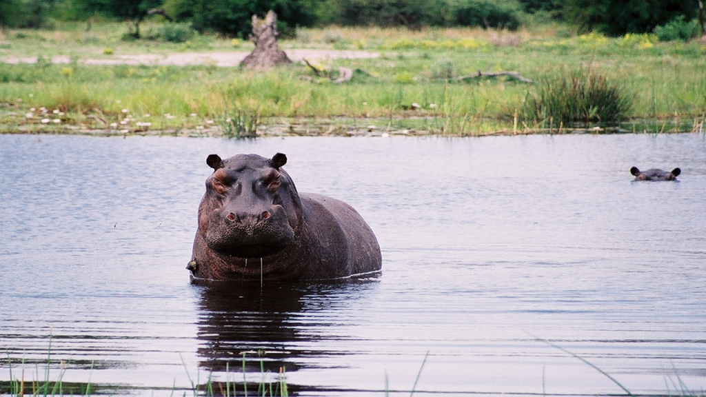 Classic-Botswana-Mobile-Safari---Okavango-Delta-Hippo