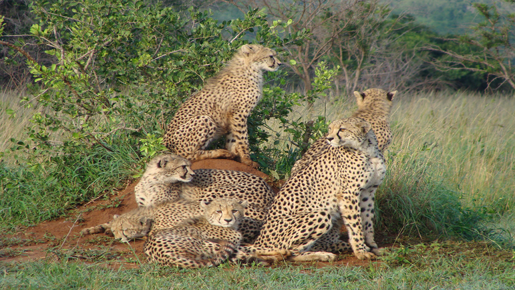 Classic-Botswana-Mobile-Safari---cheetah-family