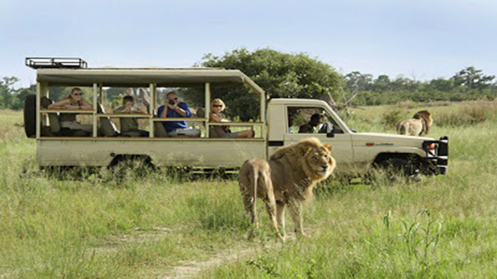 Classic-Botswana-Mobile-Safari---lion-king-on-game-drive