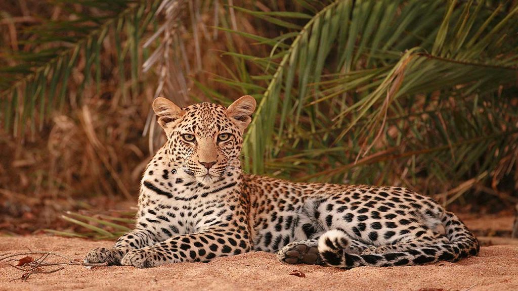 Sabie-Sands-Leopard