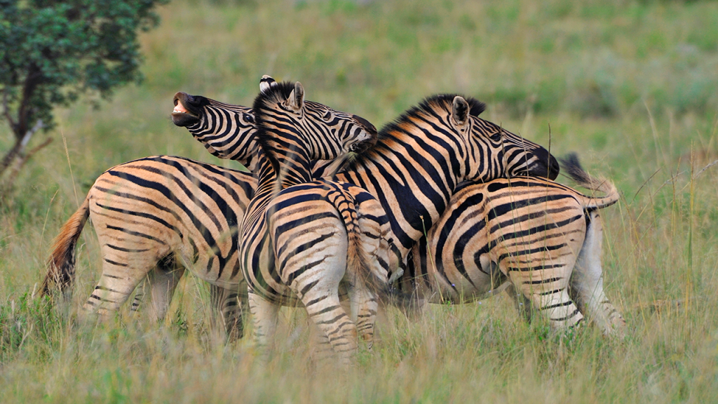 Botswana-Family-Adventure-Safari---A-Dazzel-of-Zebra