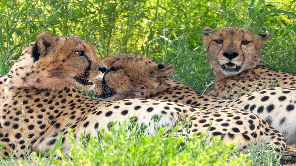 Botswana-Family-Adventure-Safari---Cheetah-in-Moremi-Game-Reserve