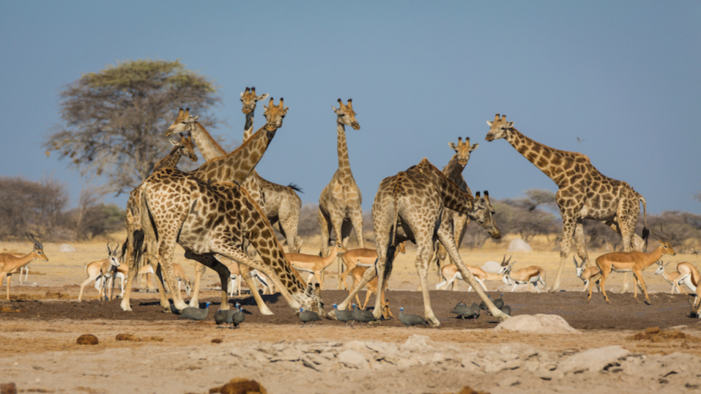 kalahari safari tours reviews