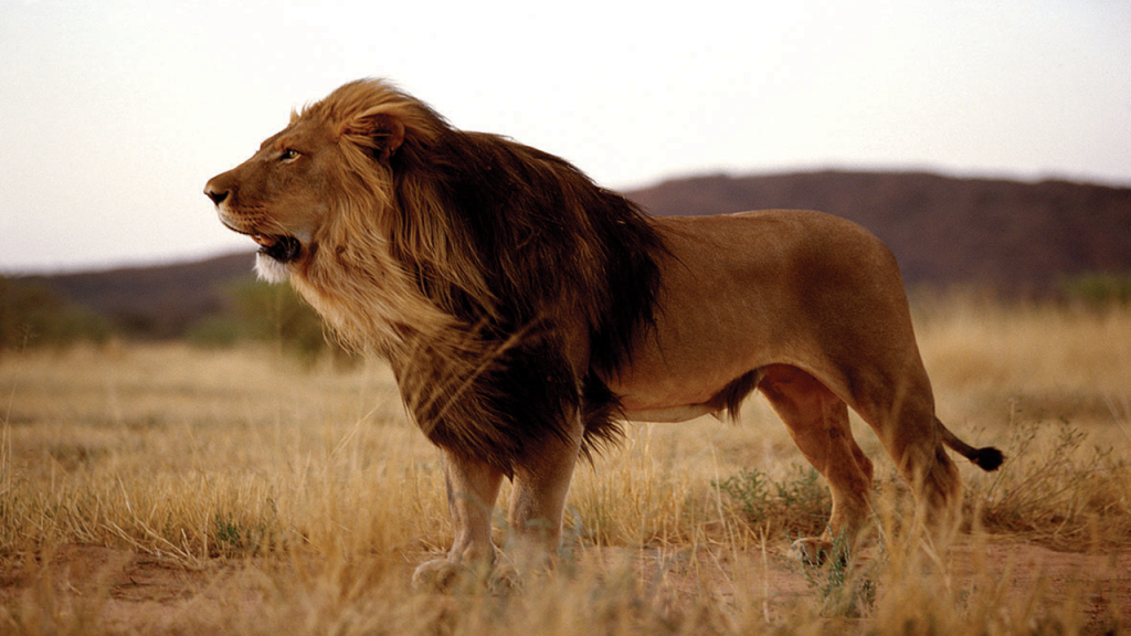 Kalahari-Luxury-Camping-Safari---Black-maned-Kalahari-Lion-King