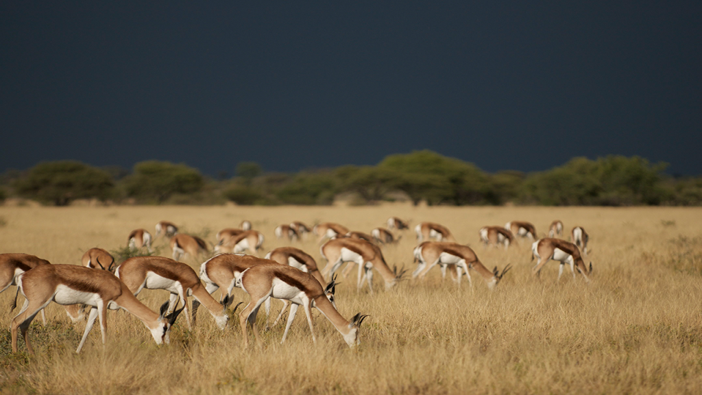 Kalahari-Luxury-Camping-Safari---Central-Kalahari-Game-Reserve-Springbok