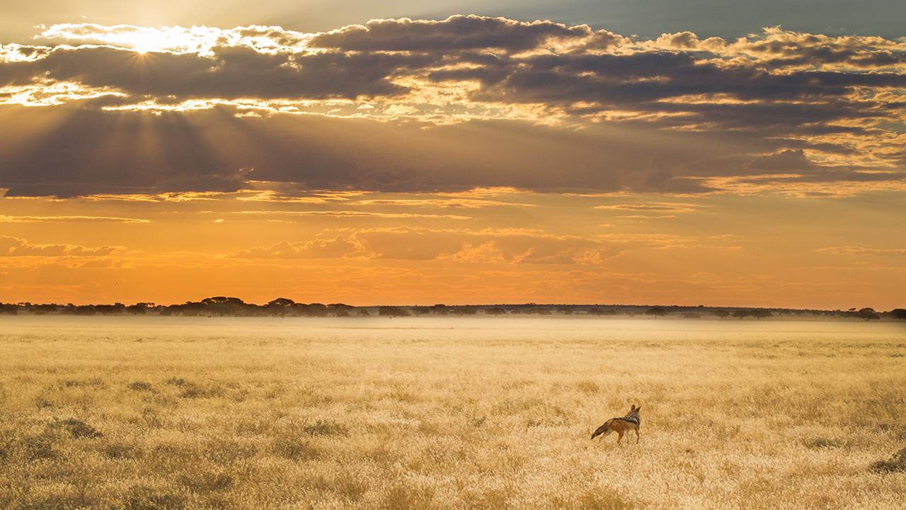 Central-Kalahari-Game-Reserve-Scenery-&-Jackal---Made-in-Africa-privately-hosted-Botswana-Safari