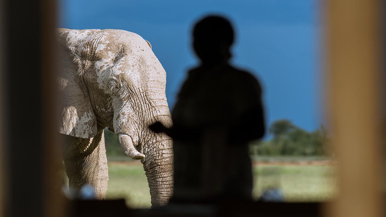 Nxai-Pan-Camp-Elephant-visitor---Made-in-Africa-privately-hosted-Botswana-Safari