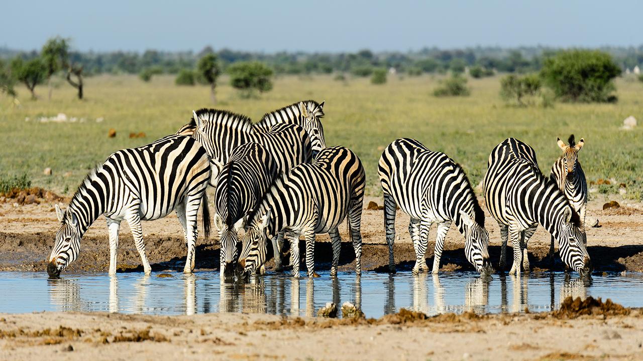 Nxai-Pan-Zebra-Migration---Made-in-Africa-privately-hosted-Botswana-Safari