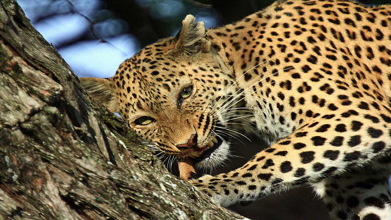Okavango-Delta-Leopard